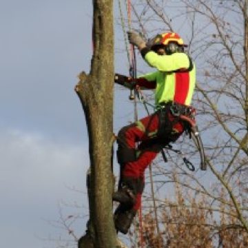 Manuel Blanck - Baumpflege Münster Baumfällung Beispiel 12